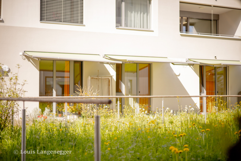 Wildblumenwiese in unserem Garten
